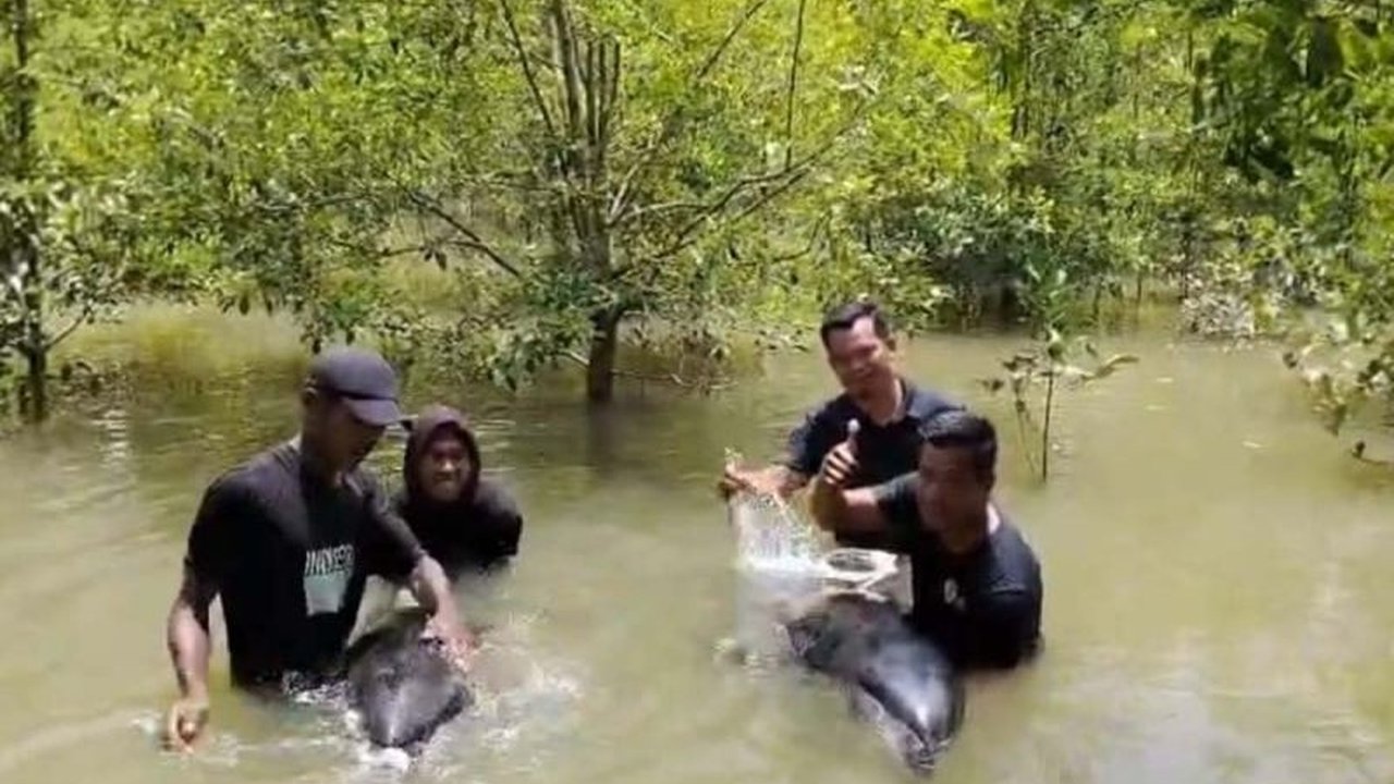 Nelayan dan warga Desa Kuala Pusung Kapal, Aceh Tamiang, bahu-membahu melakukan evakuasi lumba-lumba terdampar yang lemas di alur air dangkal. Kisah heroik penyelamatan mamalia laut ini patut diacungi jempol.