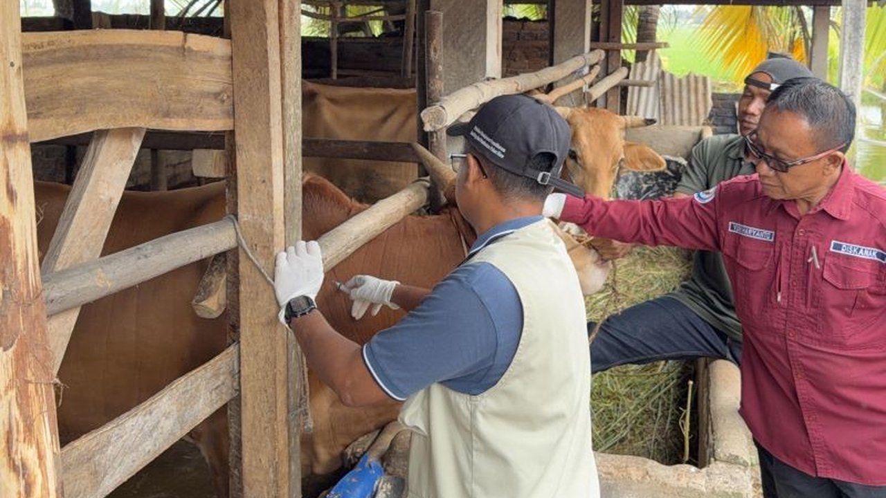 Pemerintah Kabupaten OKU Timur telah memvaksinasi 5.000 hewan ternak untuk mencegah Penyakit Mulut dan Kuku (PMK), memastikan keamanan pangan dan melindungi sektor peternakan di daerah tersebut.