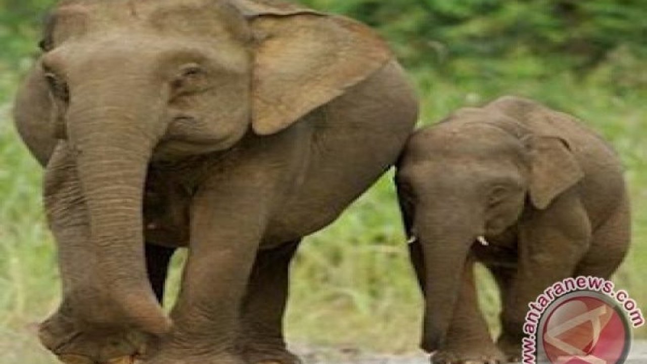 Kementerian Kehutanan (Kemenhut) memastikan video viral yang menunjukkan anak gajah Borneo terjebak di perkebunan bukan terjadi di Indonesia, melainkan terindikasi kuat berada di Malaysia, memicu masyarakat untuk lebih aktif dalam pelaporan.