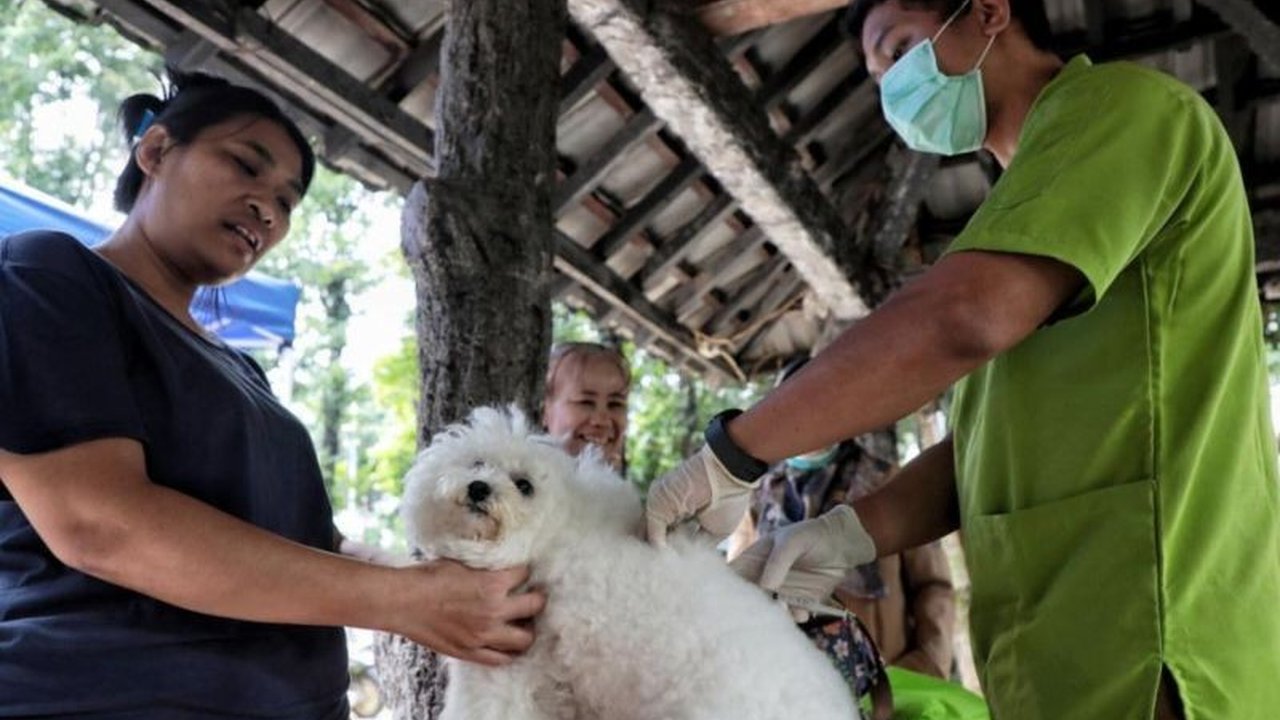 Suku Dinas Ketahanan Pangan, Kelautan, dan Pertanian (KPKP) Jakarta Selatan gencar lakukan program vaksinasi rabies gratis, berhasil menyuntik 1.255 HPR pada Februari 2026 demi menjaga kesehatan hewan dan masyarakat.