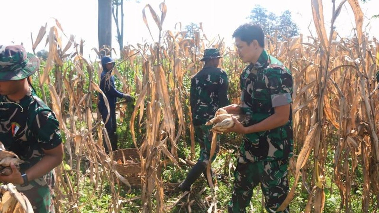 TNI bersama petani sukses menggelar Panen Raya Jagung Kediri di Desa Gadungan, Puncu, sebagai bagian dari program TMMD ke-127 Kodim 0809/Kediri, mendorong ketahanan pangan dan produktivitas pertanian lokal.