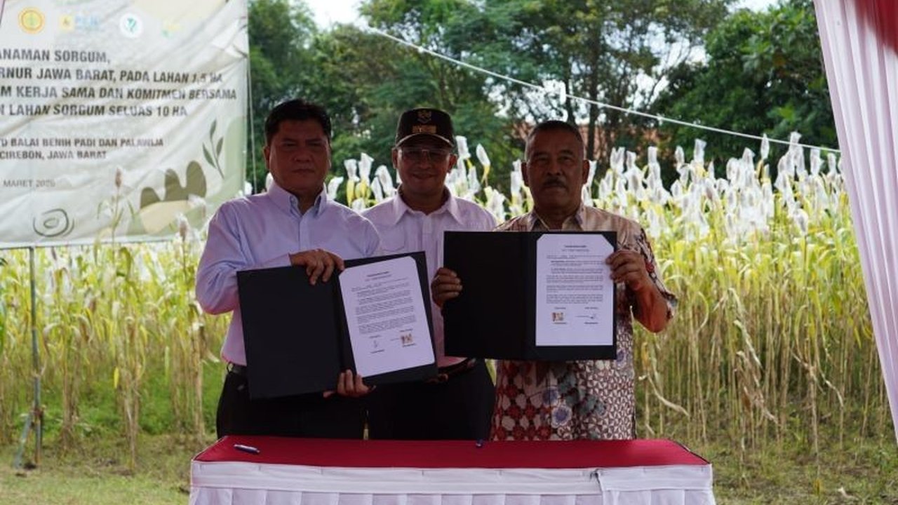 PT Dirgantara Indonesia (PTDI) memperluas ekspansi kedaulatan pangan dengan menyulap lahan di Jatigede, Sumedang, menjadi kawasan budidaya sorgum berkelanjutan, memperkuat ketahanan pangan nasional.