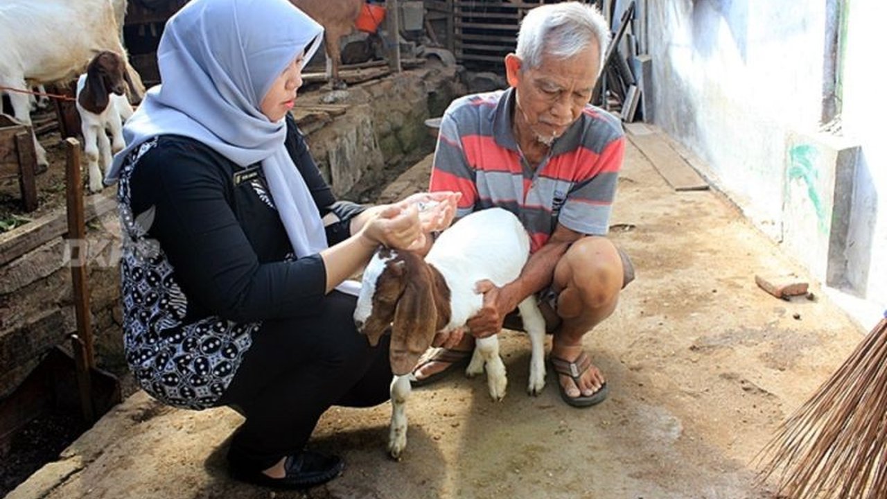 Dinas Ketahanan Pangan dan Pertanian (DKPP) Kota Madiun terus menggencarkan program vaksinasi PMK untuk sapi dan kambing, antisipasi penyebaran penyakit di musim hujan. Lindungi ternak Anda sekarang dengan vaksinasi PMK Madiun!
