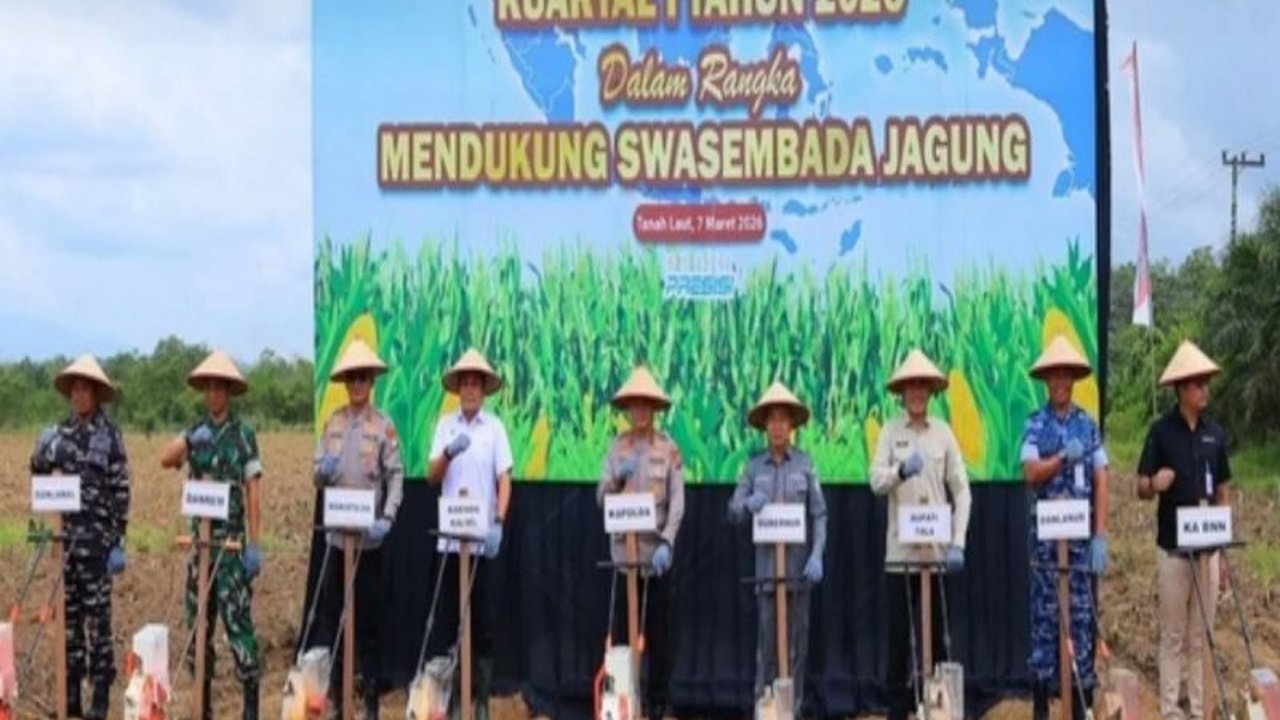 Kabupaten Tanah Laut di Kalimantan Selatan berupaya keras mengembalikan kejayaan sebagai sentra produksi jagung. Melalui penanaman serentak, daerah ini optimistis meningkatkan Produksi Jagung Tanah Laut dan kesejahteraan petani.