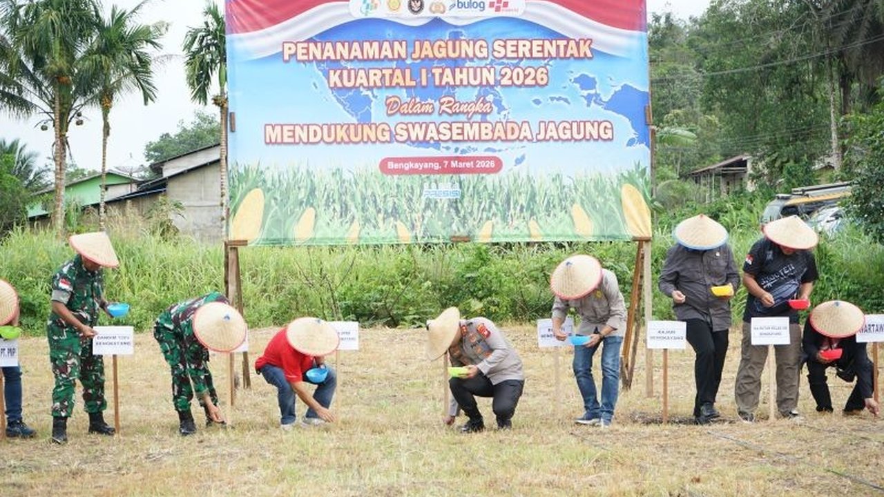 Polres Bengkayang tanam jagung serentak di 13 kecamatan seluas 11,95 hektare, wujud komitmen Polri mendukung program ketahanan pangan nasional dan swasembada pangan.