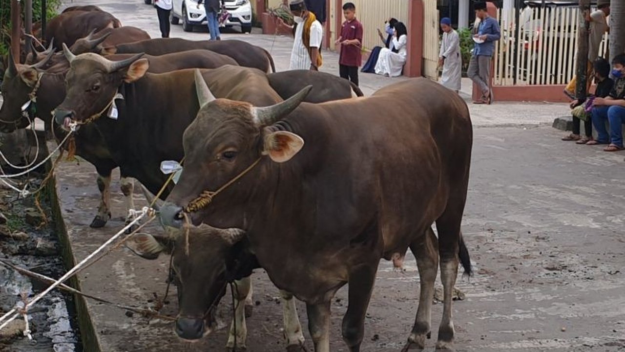 DKPP Sumatera Selatan mencatat **permintaan daging sapi Sumsel** meningkat lima persen selama Ramadhan 1447 H/2026, memicu kenaikan harga yang masih dianggap wajar dan terus dipantau.