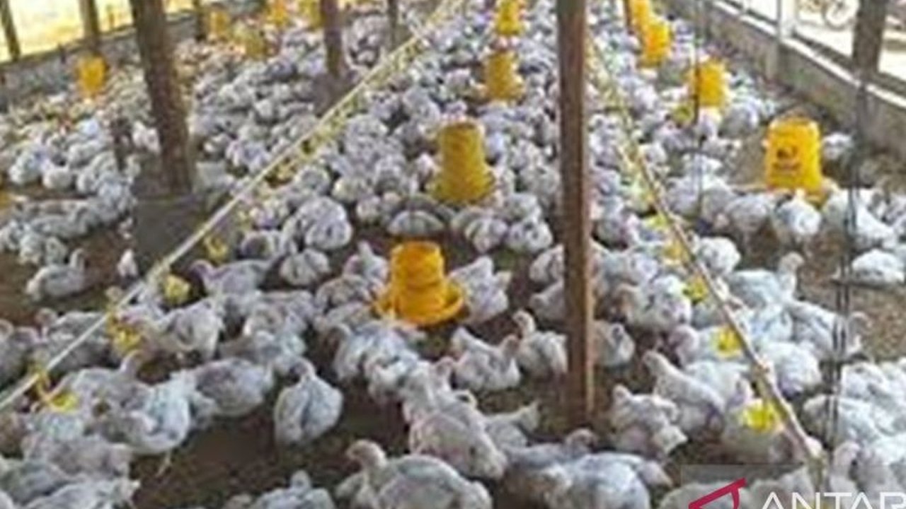 Dinas Peternakan Kalbar memastikan ketersediaan hewan ternak Kalbar, terutama ayam ras dan telur, aman jelang Idul Fitri 1447 H. Namun, pasokan daging sapi masih menjadi tantangan.