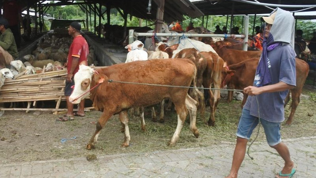 Sebanyak 150 buruh tani di Situbondo menerima bantuan ternak sebagai bentuk komitmen Kementerian Pertahanan atas dampak pembangunan Bandara KASA, memastikan kesejahteraan masyarakat terdampak. Bantuan Ternak Situbondo ini diharapkan dapat menjadi penopang