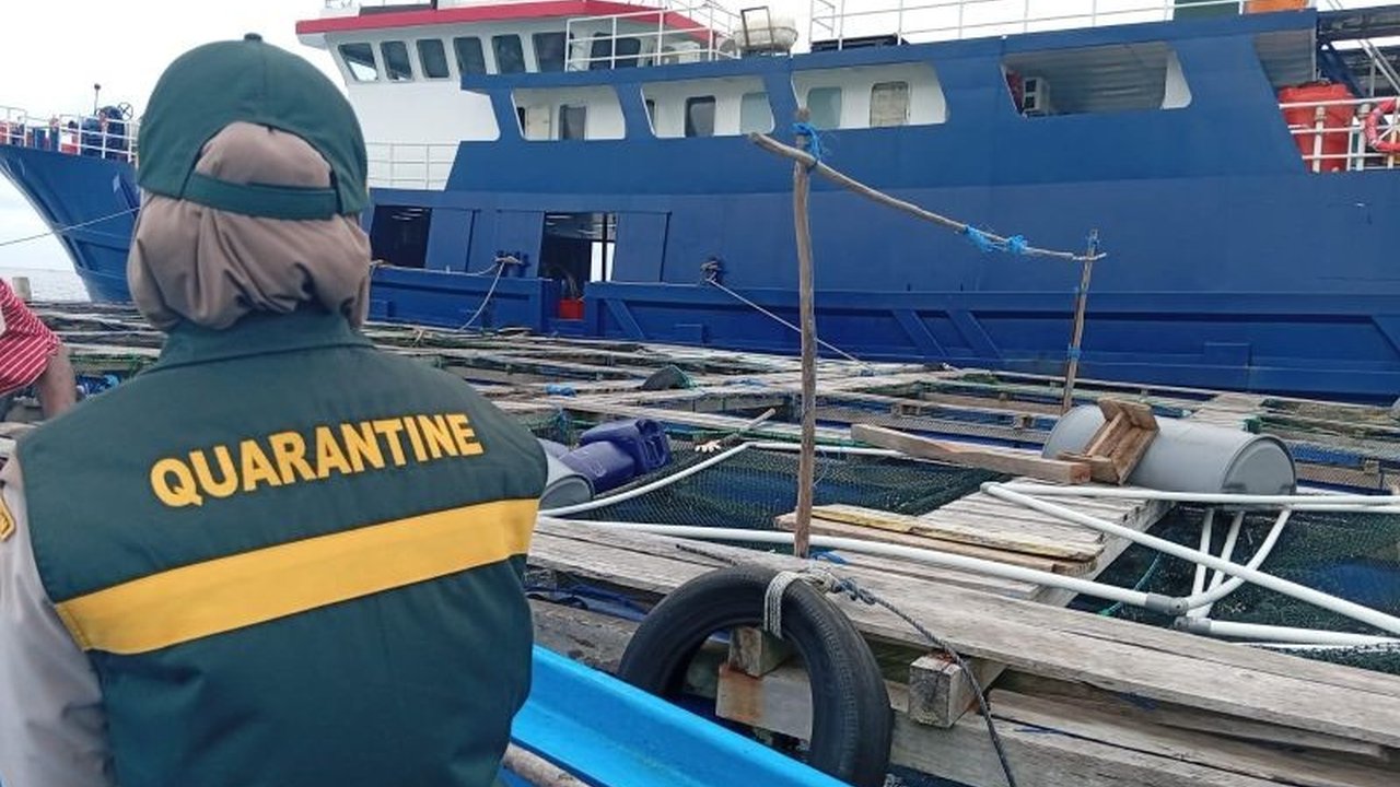 Balai Karantina Hewan, Ikan, dan Tumbuhan (BKHIT) Maluku berhasil memfasilitasi **ekspor perikanan Maluku Jepang** sebanyak 18 ton, memastikan produk berkualitas tinggi menembus pasar internasional dan meningkatkan nilai ekonomi daerah.