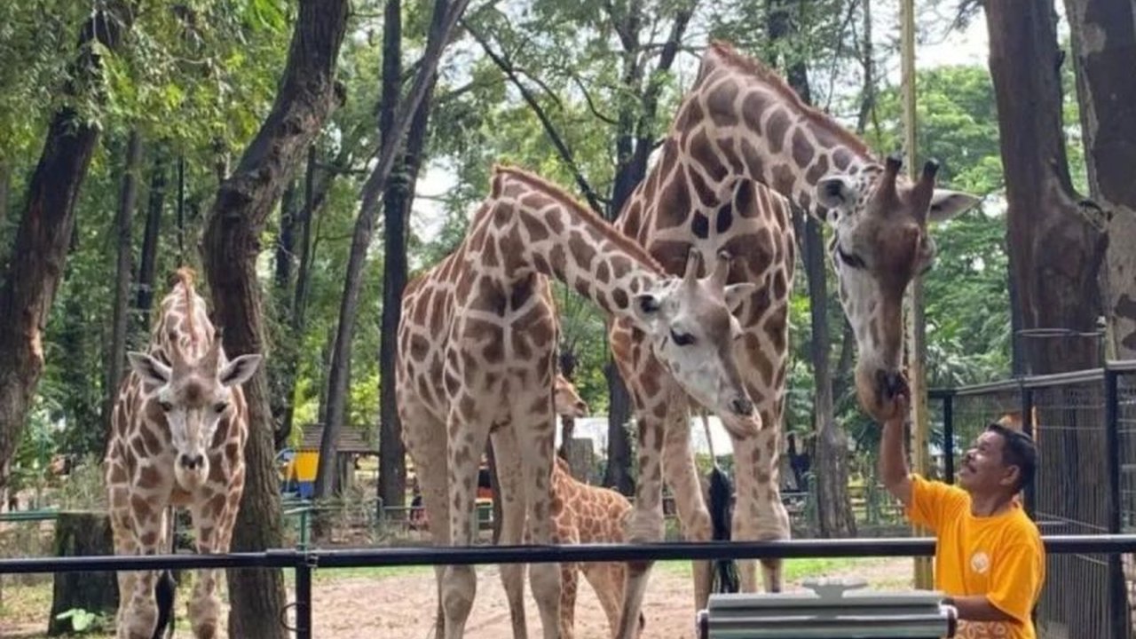 Taman Margasatwa Ragunan bersiap menyambut lonjakan pengunjung selama Libur Lebaran 1447 H dengan menyediakan 27 titik parkir tambahan, menjanjikan kenyamanan optimal bagi wisatawan.