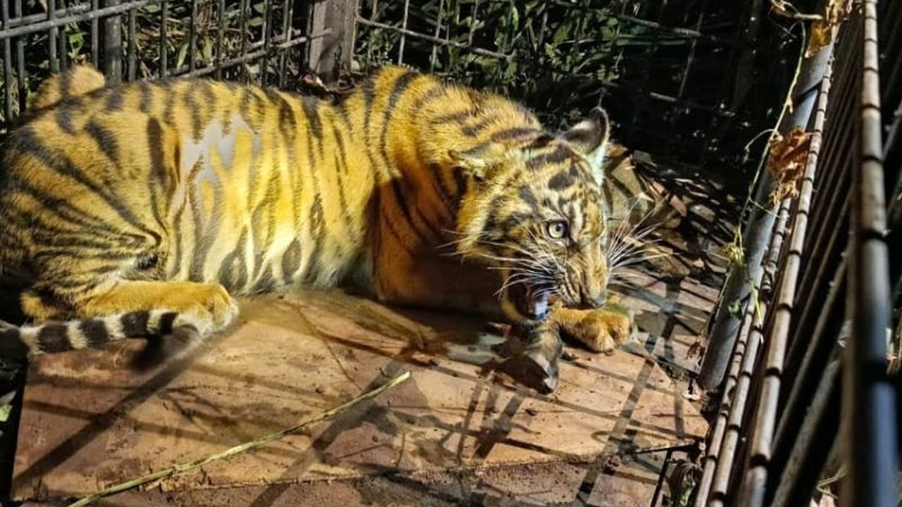 Seekor Harimau Sumatera muda berhasil ditangkap di Riau setelah serangkaian serangan ternak, memicu upaya konservasi dan penyelamatan satwa dilindungi ini.