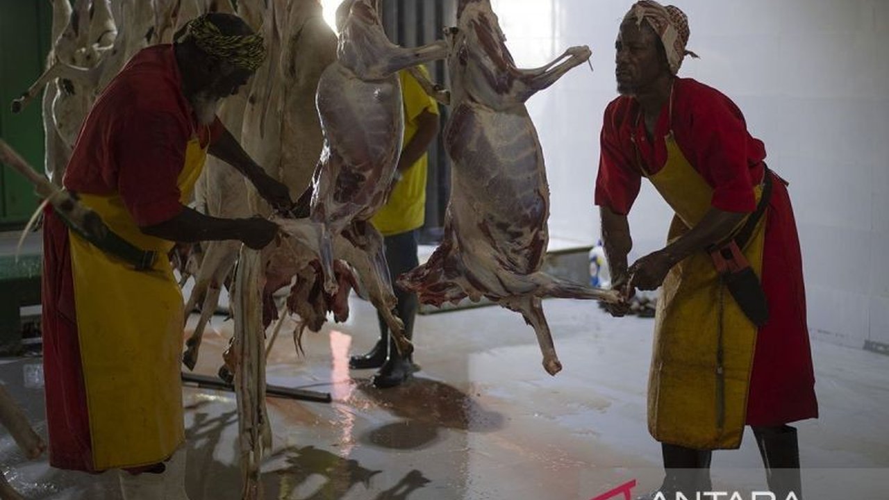 Majelis Tarjih dan Tajdid PP Muhammadiyah mengeluarkan fatwa baru yang membolehkan penyembelihan hewan dam di Indonesia dengan syarat ketat, demi kemaslahatan umat dan efisiensi distribusi.