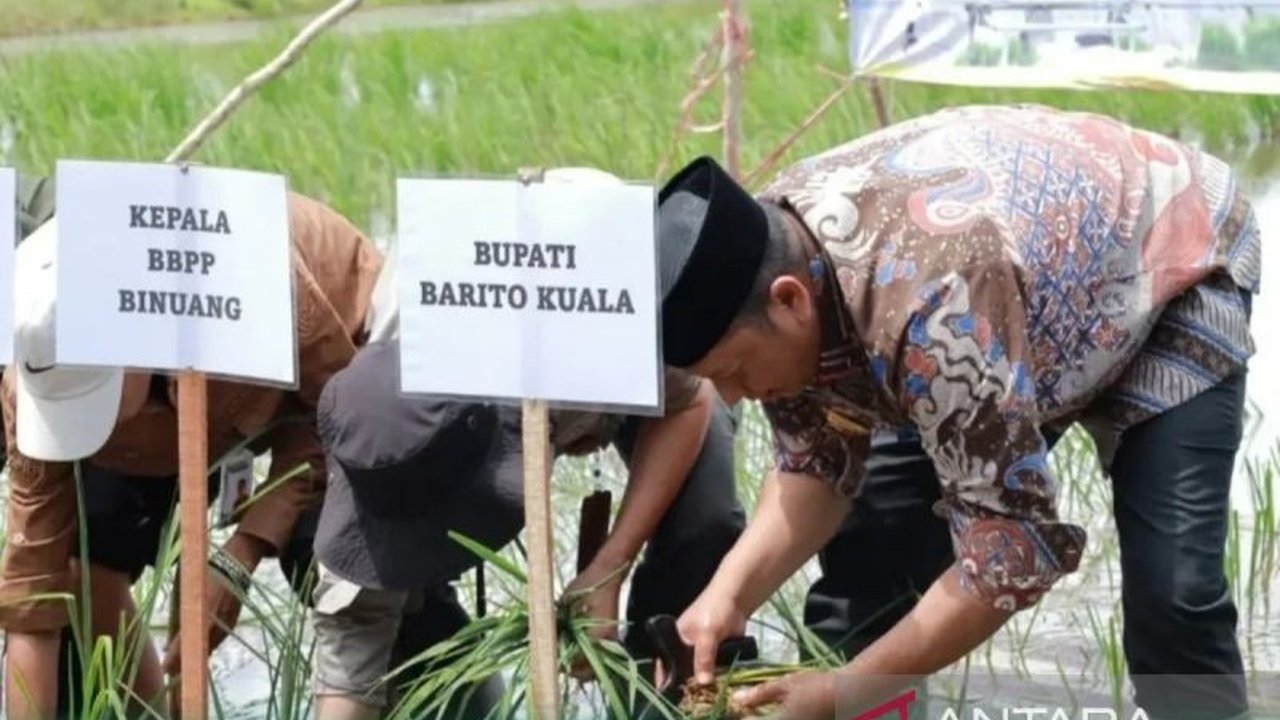 Pemerintah Kabupaten Barito Kuala (Batola) menargetkan optimasi lahan rawa seluas 1.696 hektare untuk pertanian di tahun 2026. Upaya optimasi lahan rawa Batola ini diharapkan mampu meningkatkan produktivitas padi dan ketahanan pangan nasional.