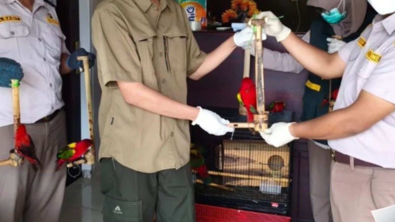 BKSDA Maluku amankan 11 burung paruh bengkok dilindungi dari sebuah kapal di Sanana. Satwa liar ini diduga diangkut tanpa dokumen resmi, kini menjalani rehabilitasi sebelum dilepasliarkan untuk menjaga kelestarian alam.