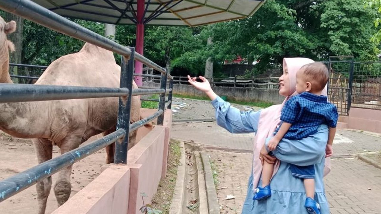 Pengelola Semarang Zoo optimis capai target 60.000 wisatawan selama Libur Lebaran 1447 H, didukung program Animal Show baru dan area interaktif.