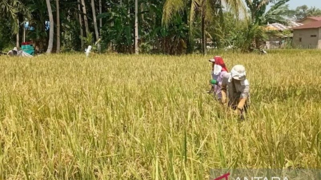 Perum Bulog Kantor Wilayah Sumatera Utara (Sumut) mengerahkan tim khusus untuk tetap serap gabah petani di wilayah kerjanya selama libur Lebaran 2026, memastikan stabilitas pasokan pangan daerah.
