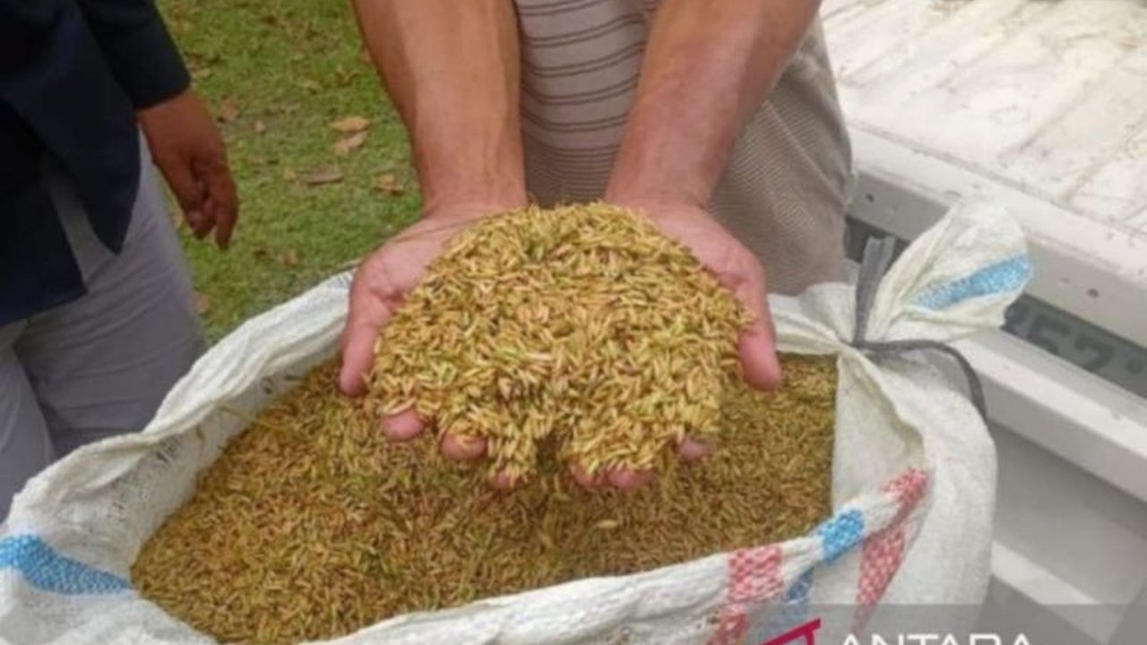 Perum Bulog Sumatera Utara berhasil menyerap 15,2 ton gabah kering panen dari petani lokal selama periode libur Lebaran 2026, memastikan pasokan pangan tetap stabil di tengah musim panen.