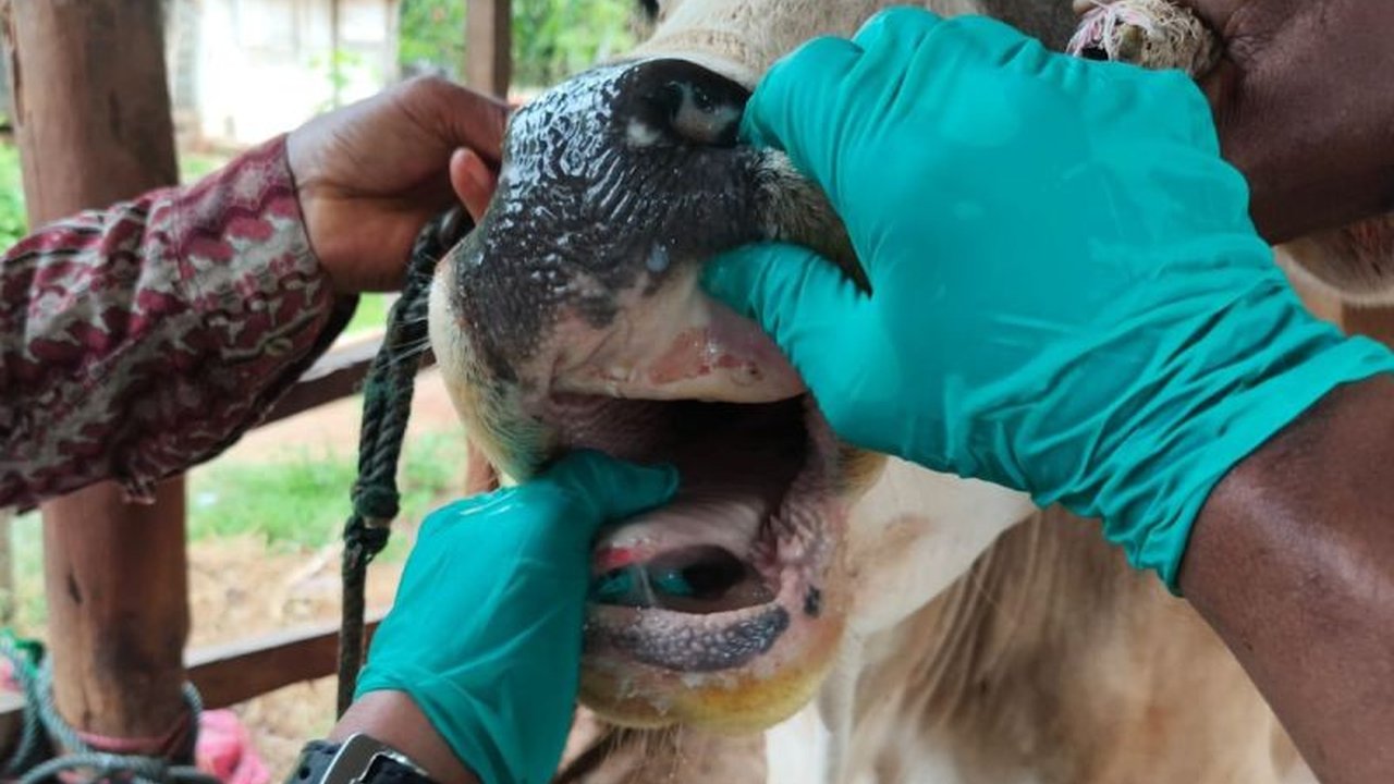 Kementerian Pertanian (Kementan) terus memperkuat upaya pengendalian Penyakit Mulut dan Kuku (PMK) di Lampung Timur dengan fokus pada percepatan vaksinasi dan penerapan biosekuriti ketat, memastikan populasi ternak terlindungi dan penyebaran penyakit dapa