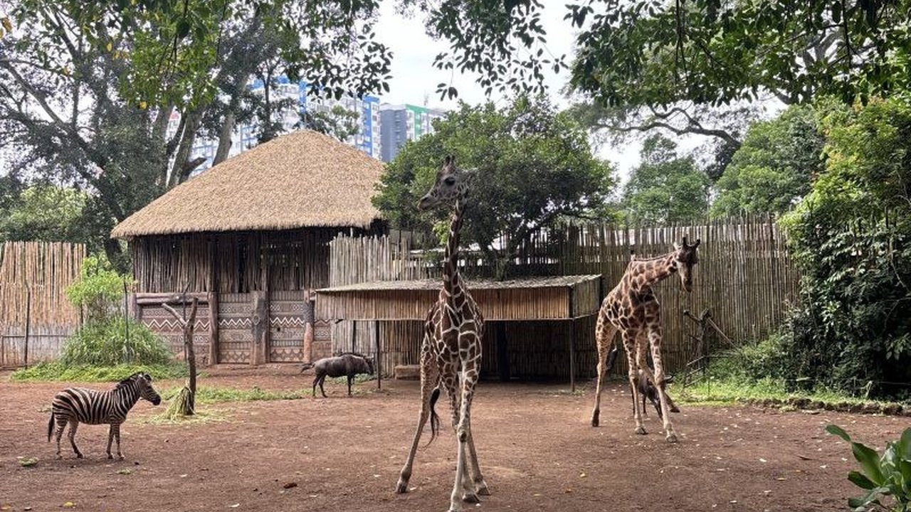 Wali Kota Bandung Muhammad Farhan menjamin proses seleksi pengelola Bandung Zoo yang baru akan berlangsung transparan, melibatkan berbagai pihak demi pengelolaan konservasi satwa yang optimal.