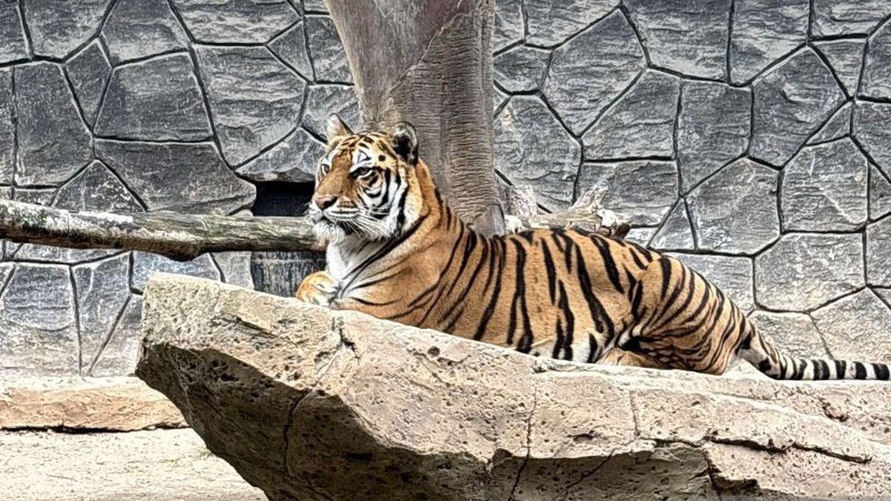 Kematian dua anak harimau Benggala di Bandung Zoo memicu sorotan DPRD Jabar terhadap tata kelola kebun binatang yang dinilai bermasalah, bukan sekadar insiden biasa.