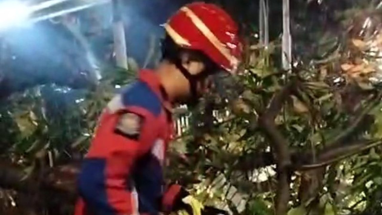 Damkar Jaktim sigap mengevakuasi pohon tumbang di Ciracas dini hari tadi, meminimalkan potensi gangguan dan risiko bahaya. Apa penyebab insiden tersebut dan bagaimana upaya pencegahan yang dilakukan?