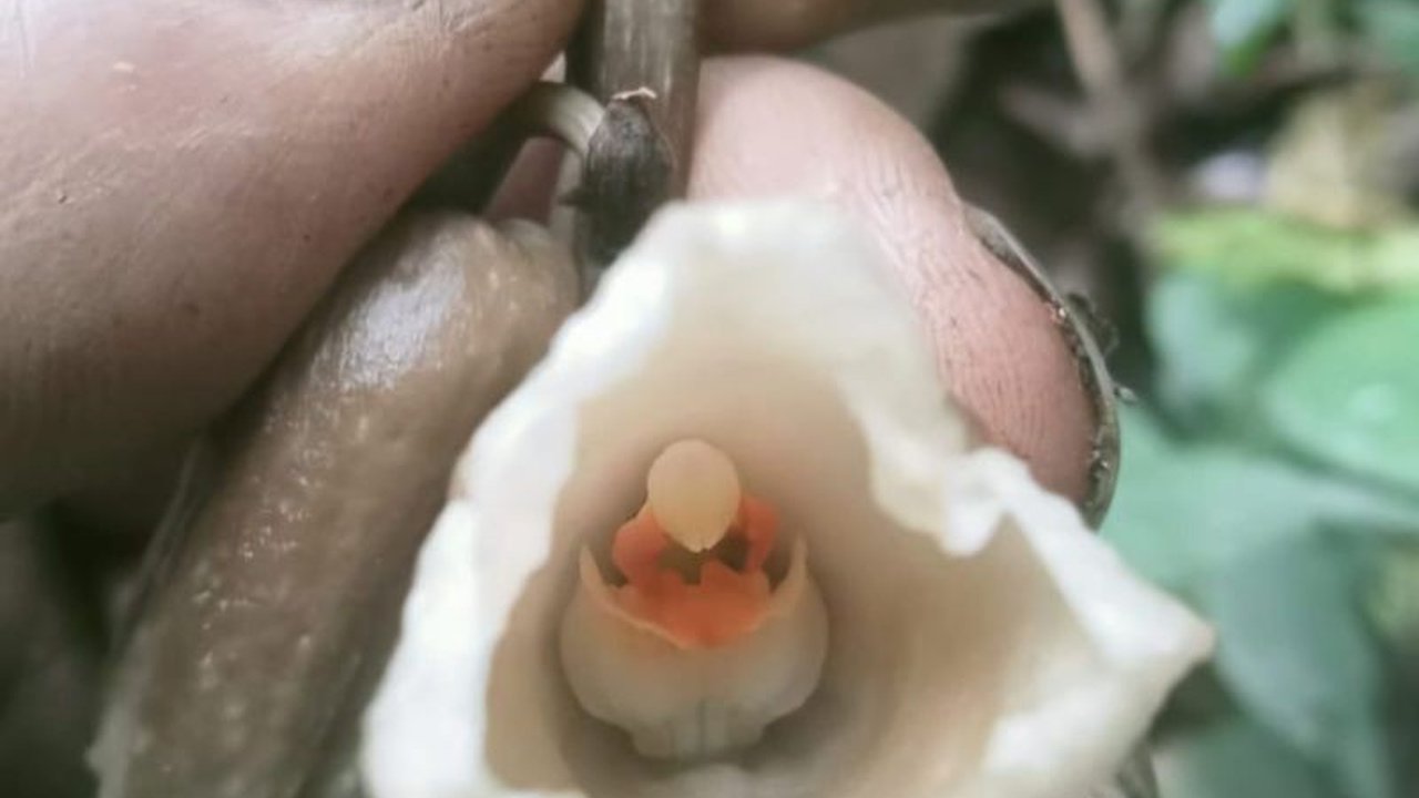 Balai Besar TNBTS berhasil mengidentifikasi dua spesies anggrek baru, Gastrodia selabintanensis dan Gastrodia biruensis, di lereng selatan Gunung Semeru. Penemuan anggrek baru TNBTS ini menambah kekayaan flora endemik Indonesia dan menjadi fokus konservas