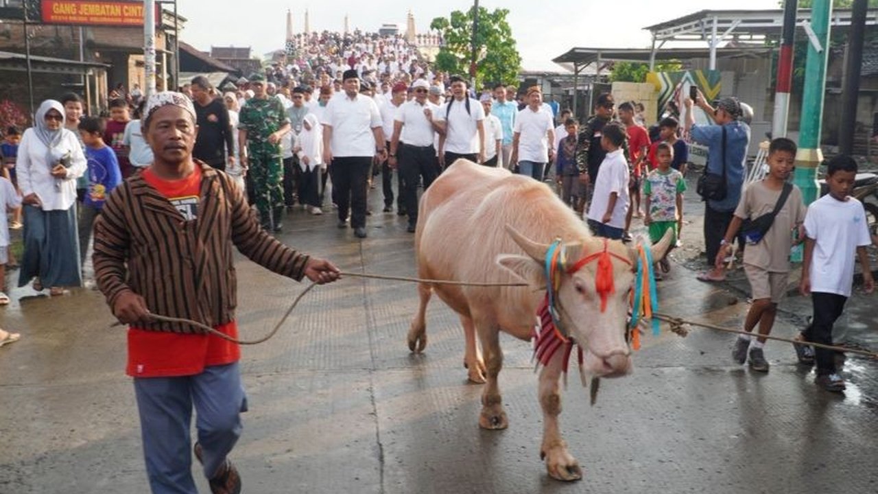 Tradisi Lomban Syawalan Jepara kembali semarak dengan kirab kerbau bule yang diharapkan menjadi daya tarik wisata baru, mendongkrak kunjungan, dan memberikan dampak ekonomi luas bagi masyarakat.