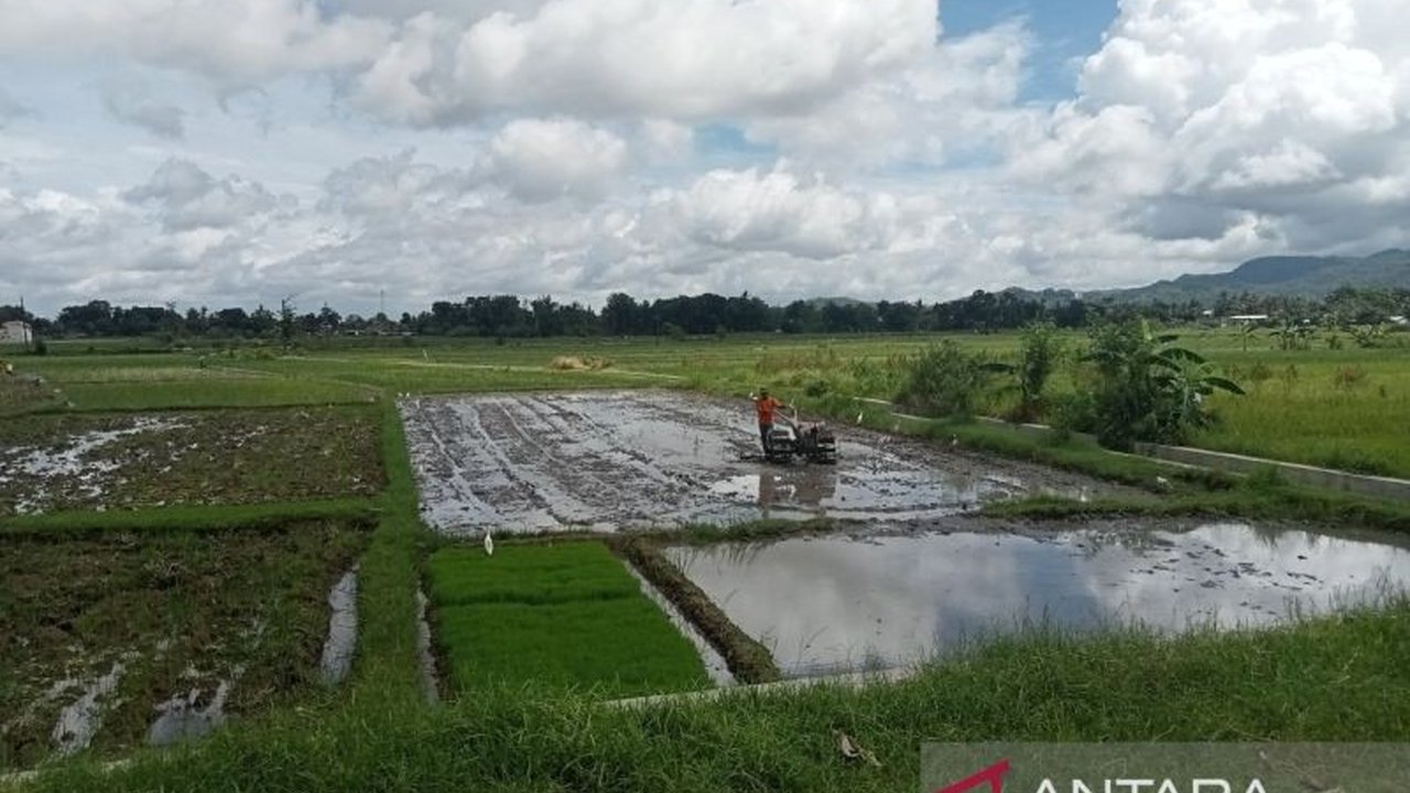 Dinas Ketahanan Pangan dan Pertanian Kabupaten Bantul mengambil langkah proaktif dengan menyiapkan ribuan pompa air. Ini sebagai antisipasi kemarau pertanian Bantul 2026, memastikan pasokan air irigasi tetap terjaga.