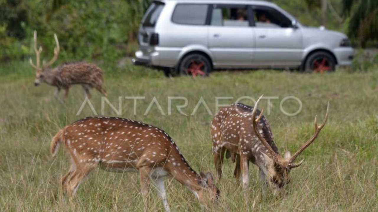 Seekor rusa tertabrak mobil di ruas Tol Serpan, Lebak, Banten, memicu perhatian serius terhadap keamanan jalan tol. Insiden ini menyoroti perlunya pengamanan tambahan untuk mencegah hewan liar masuk ke jalan tol.