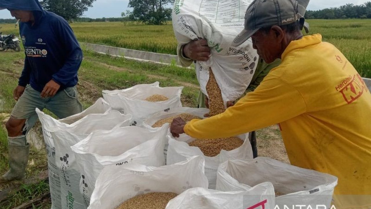 Kabupaten Penajam Paser Utara menunjukkan optimisme tinggi dalam menjaga Ketahanan Pangan. Musim panen padi perdana 2026 diprediksi mampu memenuhi kebutuhan lokal dan memperkuat swasembada daerah.