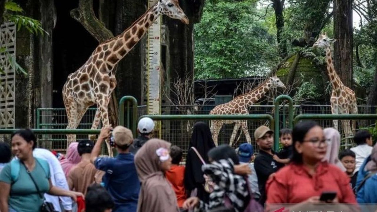 Taman Margasatwa Ragunan mencatat lebih dari 350 ribu wisatawan membanjiri destinasi ini selama periode libur Lebaran 2026. Angka kunjungan Wisatawan Ragunan Libur Lebaran ini mendekati target yang ditetapkan pengelola.