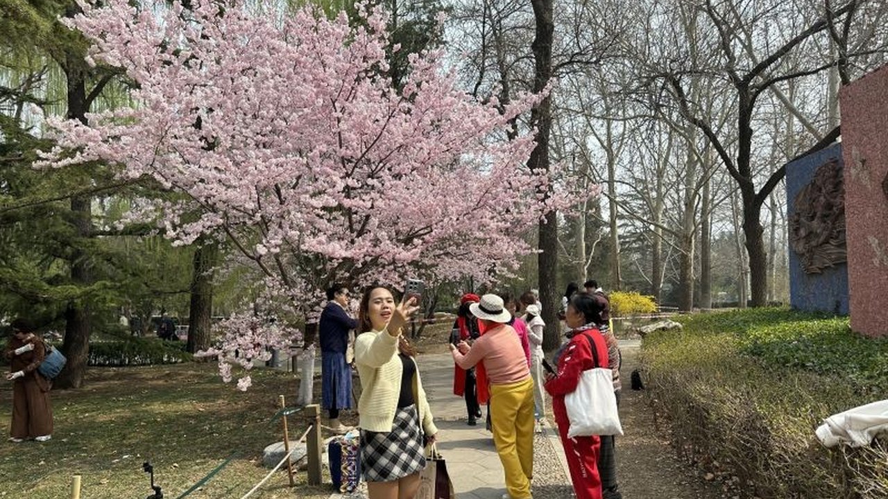 Taman Yuyuantan di Beijing menjadi magnet bagi wisatawan lokal dan mancanegara yang ingin menyaksikan keindahan sakura Beijing bermekaran di musim semi, menawarkan pengalaman wisata yang memukau.
