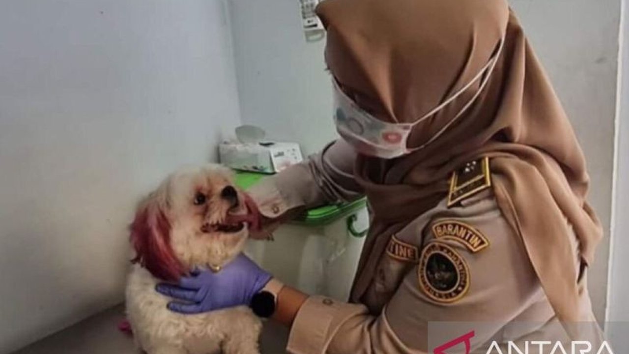 Balai Karantina Hewan, Ikan, dan Tumbuhan (BKHIT) Maluku intensifkan uji rabies Ambon pada hewan peliharaan, khususnya anjing, untuk menekan lonjakan kasus fatal yang terjadi sejak awal 2025. Apa saja langkah preventifnya?