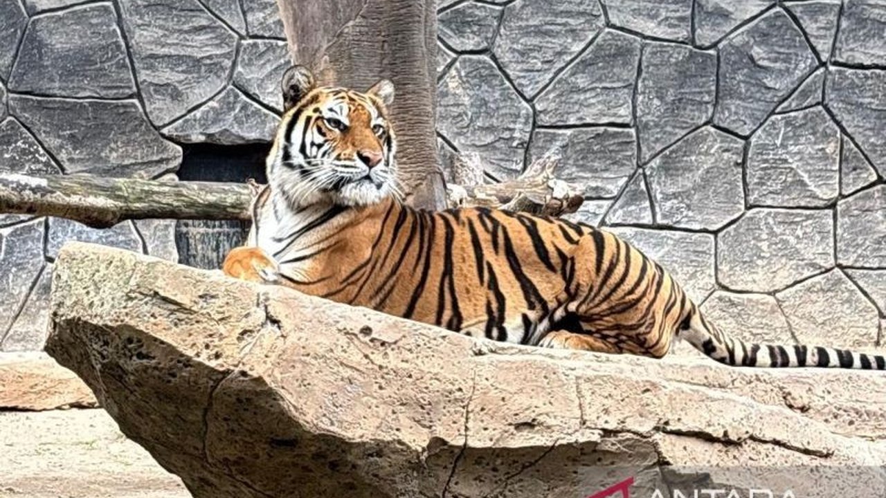 DPRD Jawa Barat akan memanggil BBKSDA Jabar dan Dinas Kehutanan untuk menyikapi tata kelola Kebun Binatang Bandung (Bandung Zoo) setelah kematian dua anak harimau Benggala, Huru dan Hara, serta memastikan tanggung jawab mereka dijalankan dengan benar.