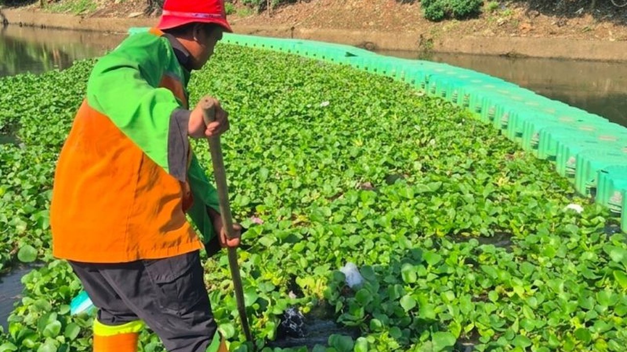 Unit Penanganan Sampah Badan Air DKI Jakarta memastikan penanganan eceng gondok di Waduk Pluit, Jakarta Utara, hampir selesai, memberikan harapan baru bagi kebersihan lingkungan dan fungsi waduk.