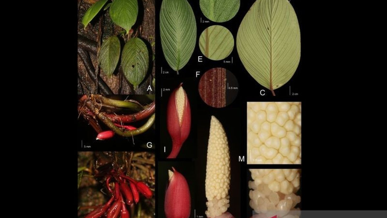 Peneliti mengusulkan Homalomena bungamerah, spesies talas langka Sumatera yang baru ditemukan, masuk kategori Kritis terancam punah karena habitat terbatas dan ancaman eksploitasi, memicu kekhawatiran akan kelestarian flora endemik.