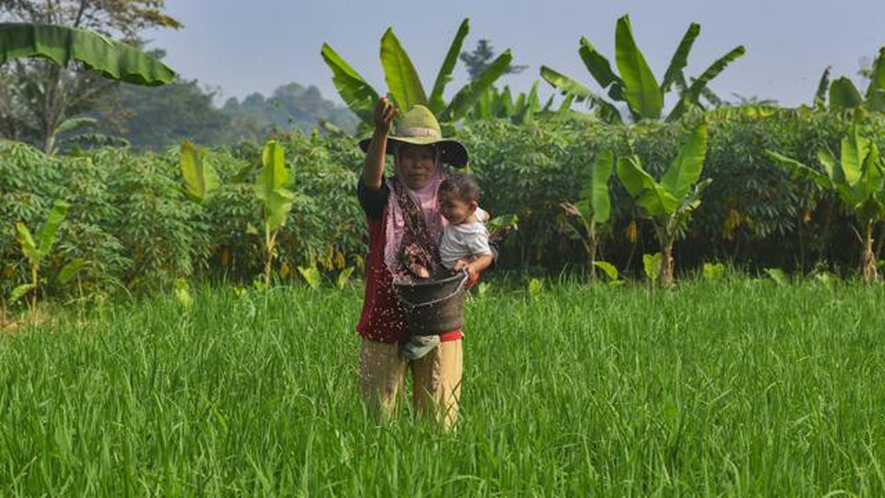 Petani menaburkan pupuk phonska pada tanaman padi huma di Desa Iwul, Kabupaten Bogor, Jawa Barat, Senin (24/2/2025). (merdeka.com/Arie Basuki)