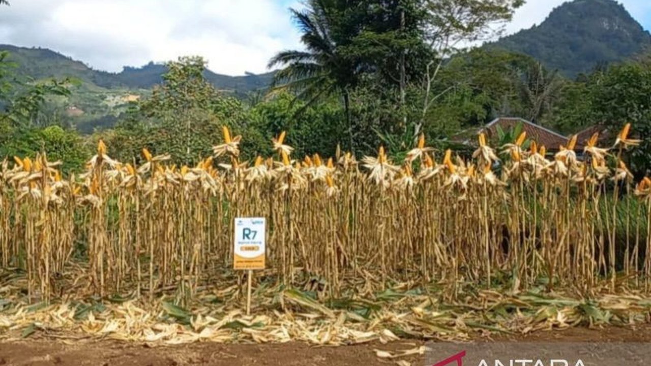 Realisasi Produksi Jagung Garut pada tahun 2025 mencapai 458.978 ton, menunjukkan peningkatan signifikan dari tahun sebelumnya. Dinas Pertanian Garut terus berupaya mencapai target produksi dengan memanfaatkan lahan tidur dan kerja sama strategis.