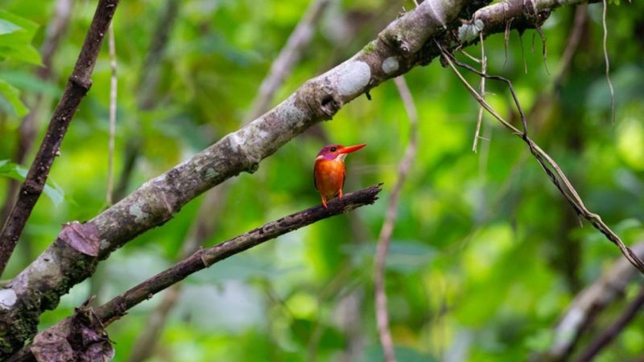 Sulawesi menempati posisi teratas sebagai wilayah dengan jumlah **burung endemik Sulawesi** tertinggi di Indonesia, mencapai 159 jenis. Temukan lebih lanjut tentang kekayaan hayati dan ancaman konservasinya yang mendesak.
