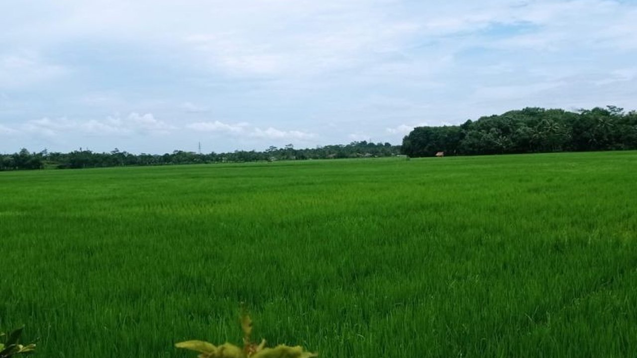 Pemerintah Kabupaten Lebak menetapkan 28.100 hektare Lahan Pertanian Pangan Berkelanjutan (LP2B Lebak) yang tidak boleh dialihfungsikan demi menjaga ketahanan pangan nasional dan kesejahteraan petani, didukung Perpres 4/2026.