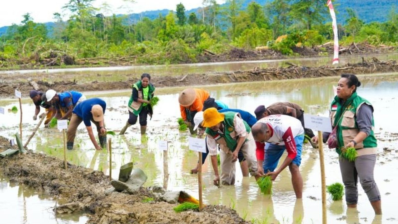 Pemerintah Provinsi Papua fokus pada program swasembada padi sebagai strategi utama untuk meningkatkan Nilai Tukar Petani (NTP) dan kesejahteraan petani di daerah tersebut, dengan berbagai upaya perluasan areal tanam dan peningkatan produksi.