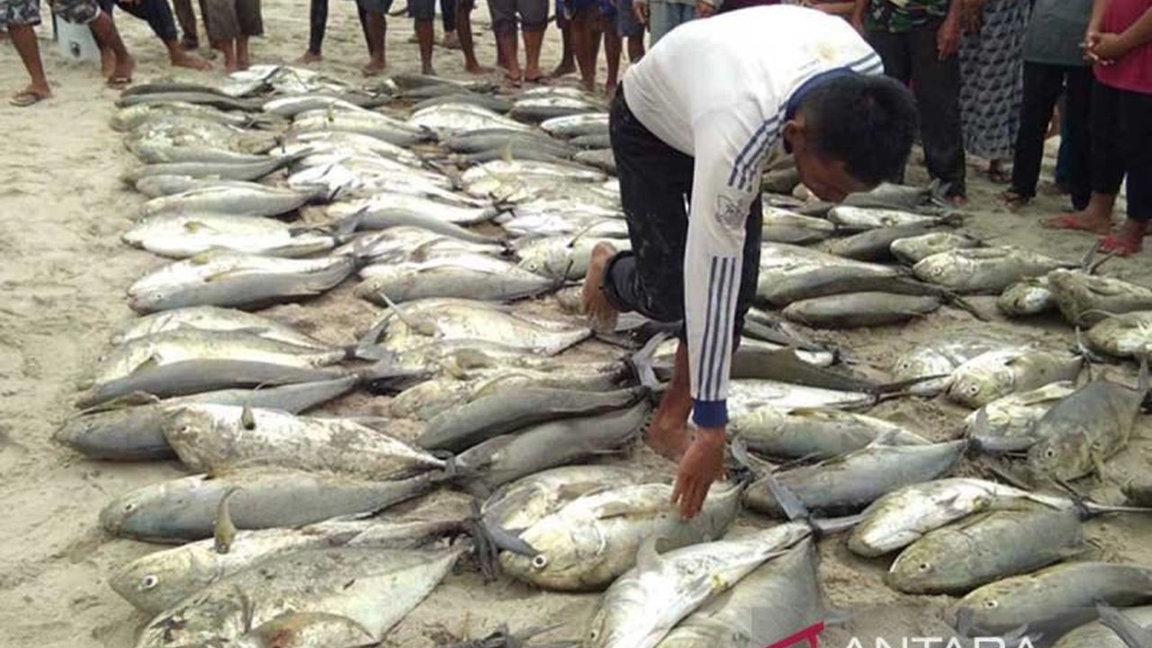 Program MBG Simeulue menyerap puluhan ton ikan segar setiap bulan, membuka peluang besar bagi nelayan setempat untuk meningkatkan pendapatan dan gizi masyarakat.