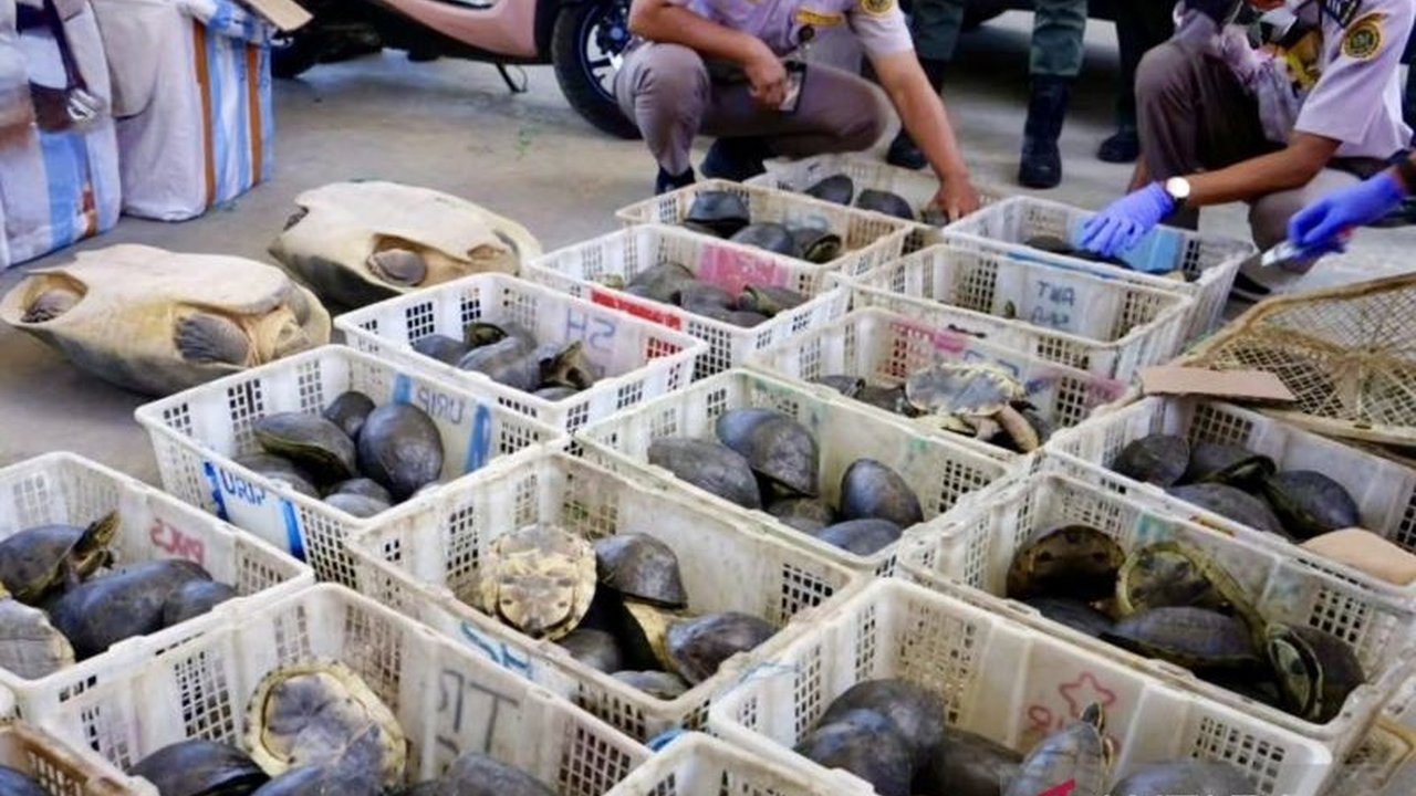 Balai Karantina Hewan, Ikan, dan Tumbuhan Provinsi Kalimantan Selatan berhasil menggagalkan upaya penyelundupan 179 ekor kura-kura dilindungi yang disamarkan dalam paket menuju Surabaya, Jawa Timur, mengancam kelestarian satwa liar.