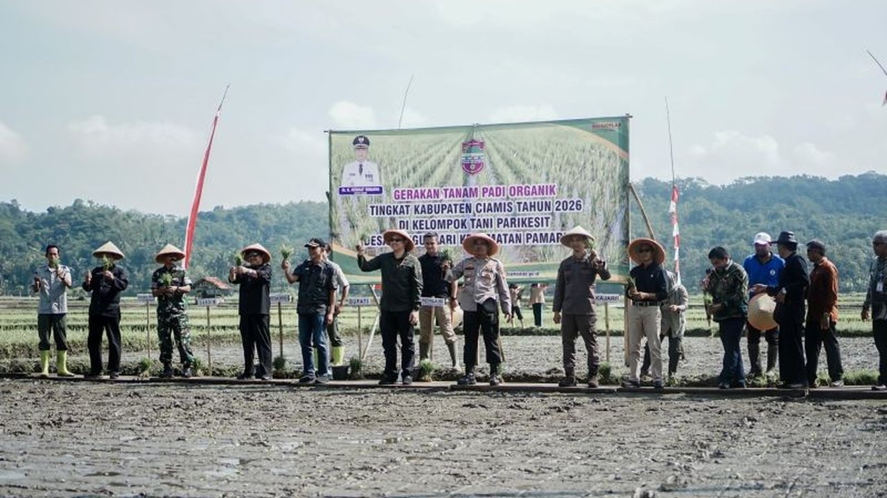 Pemerintah Kabupaten Ciamis secara bertahap memperluas sistem tanam padi organik di sejumlah area pertanian. Inisiatif ini bertujuan menjaga lingkungan, meningkatkan kualitas produk, serta memberikan keuntungan ekonomi signifikan bagi petani di Ciamis.