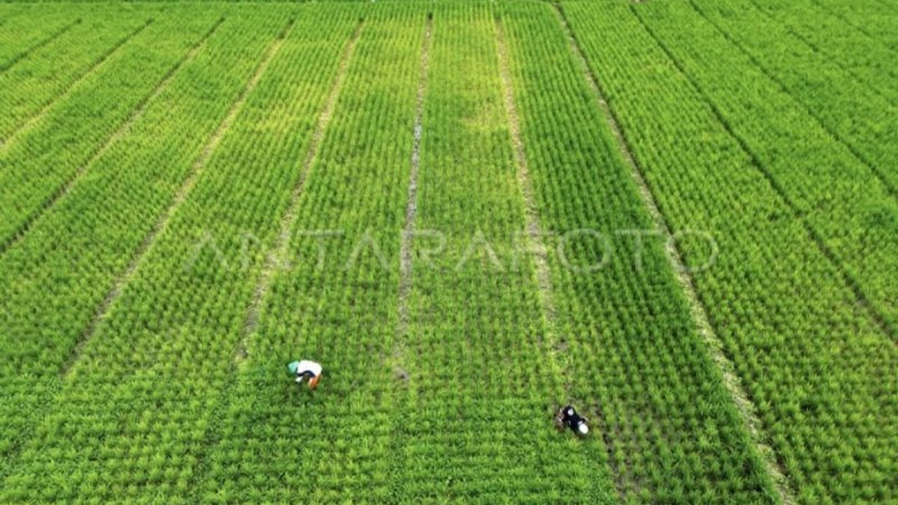 Penjabat Sekda Kotim Umar Kaderi resmi memulai gerakan penanaman padi serentak di lahan Cetak Sawah Rakyat seluas 284 hektare, sebagai langkah strategis menjaga ketahanan pangan daerah.