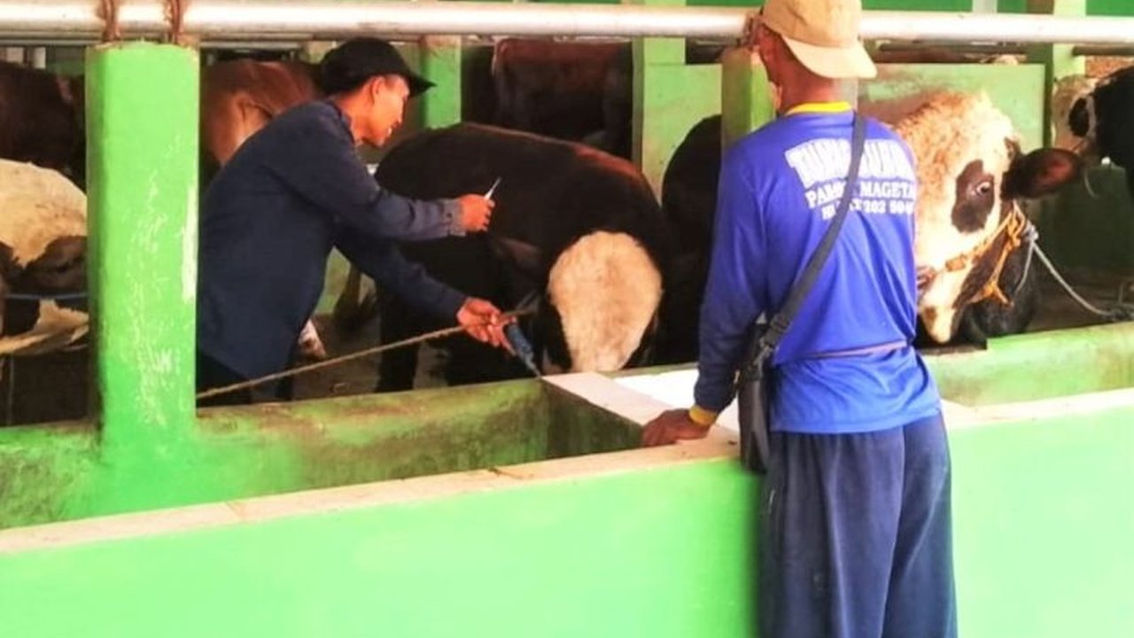 Dinas Peternakan dan Perikanan (Disnakan) Magetan meluncurkan layanan pusat panggilan untuk vaksinasi PMK Magetan, mempermudah peternak mendapatkan vaksin bagi ternak sapi atau kambing mereka. Inovasi ini diharapkan mampu menekan penyebaran penyakit menje
