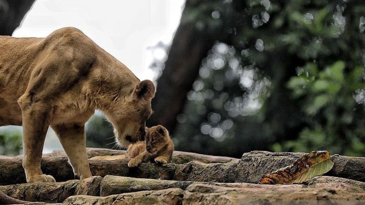 Pemerintah Kota Bandung segera menjaring Pengelola Baru Bandung Zoo melalui market sounding, memastikan pengelolaan kebun binatang lebih profesional, transparan, dan berkelanjutan.
