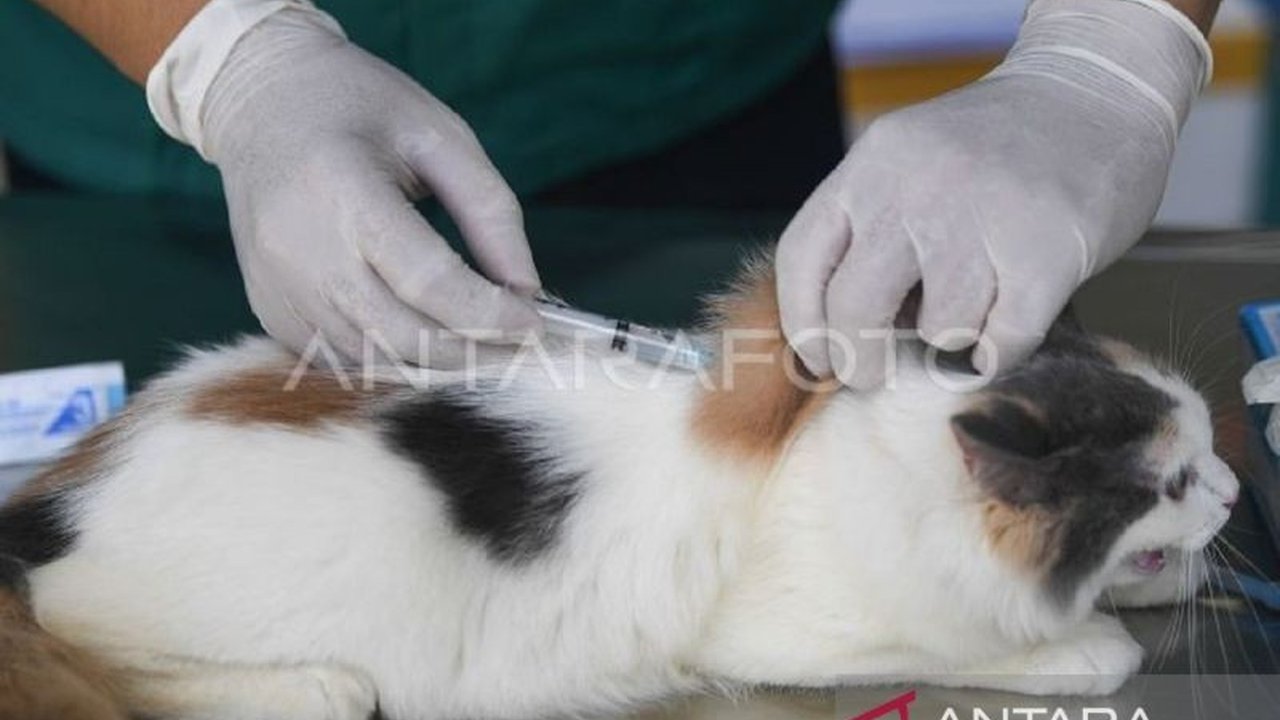 Sebanyak 31 Pusat Kesehatan Hewan (Puskeswan) di Kalimantan Timur gencar mengoptimalkan layanan vaksinasi rabies gratis, menjadi langkah strategis pencegahan rabies yang mematikan dan melindungi kesehatan masyarakat.