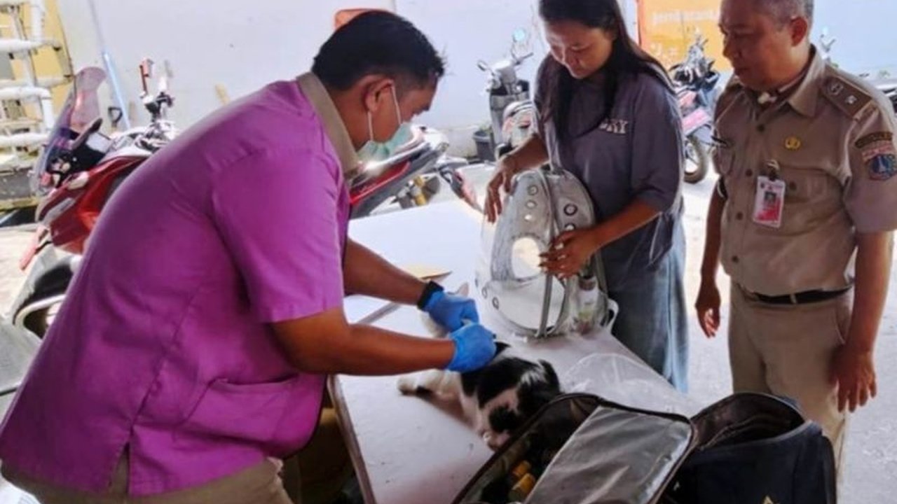 Suku Dinas KPKP Jakarta Barat sukses menggelar vaksinasi rabies gratis bagi puluhan hewan penular rabies di Tambora, menegaskan komitmen menjaga Jakarta bebas rabies.