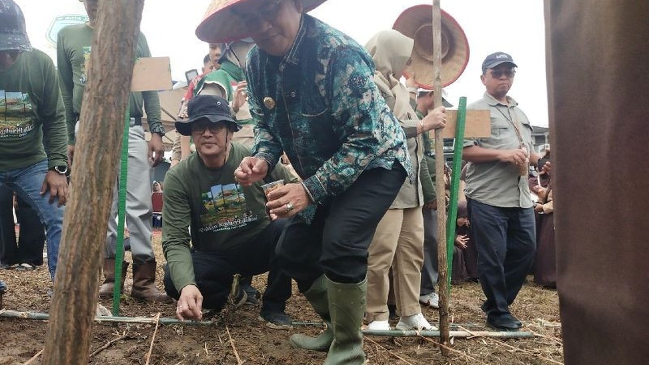 Pemerintah Kota Jambi gencar optimalkan lahan tidur melalui penanaman padi ladang, wujudkan ketahanan pangan nasional dan stabilkan inflasi daerah.